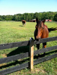 Camp Horse